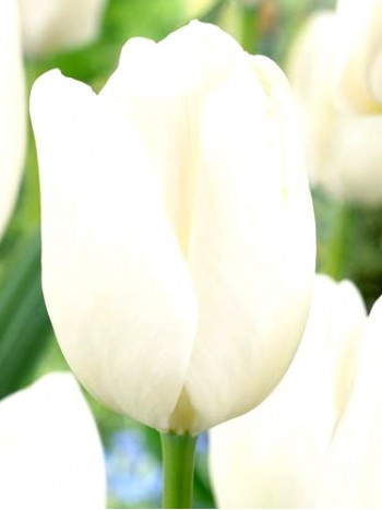  Лале (Tulipa 'White') PR936